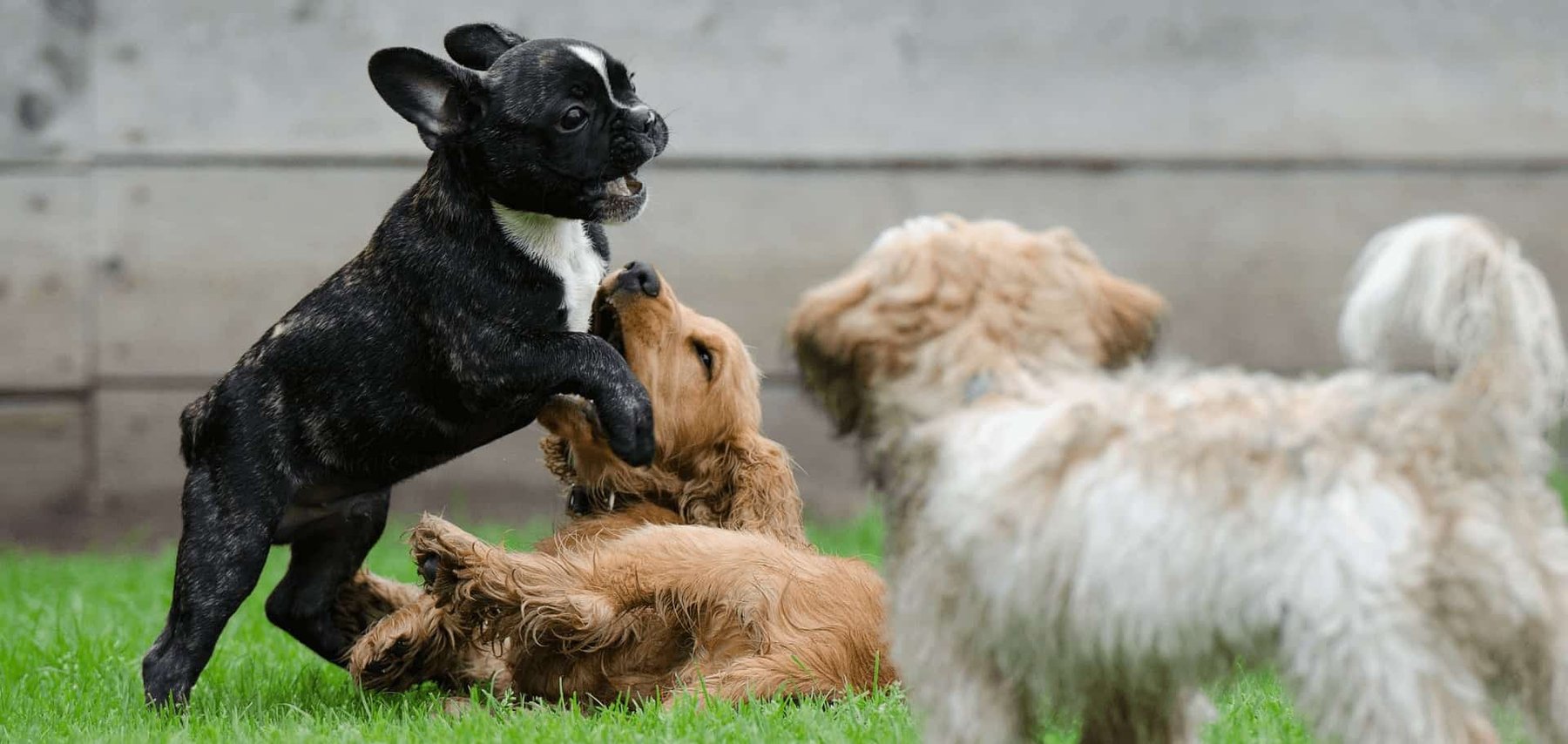 In Good Paws Dog Training