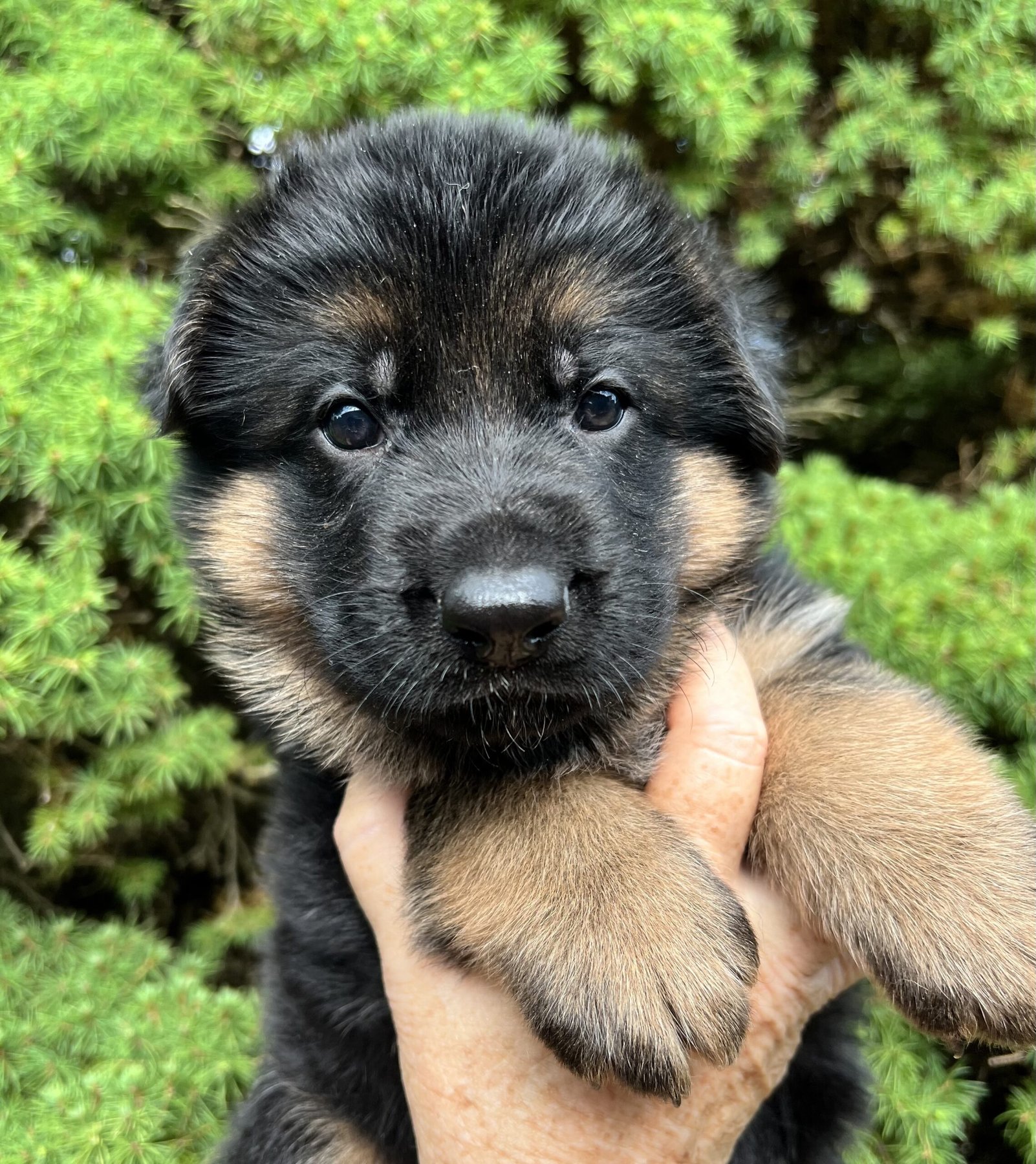 Haus Juris German Shepherds