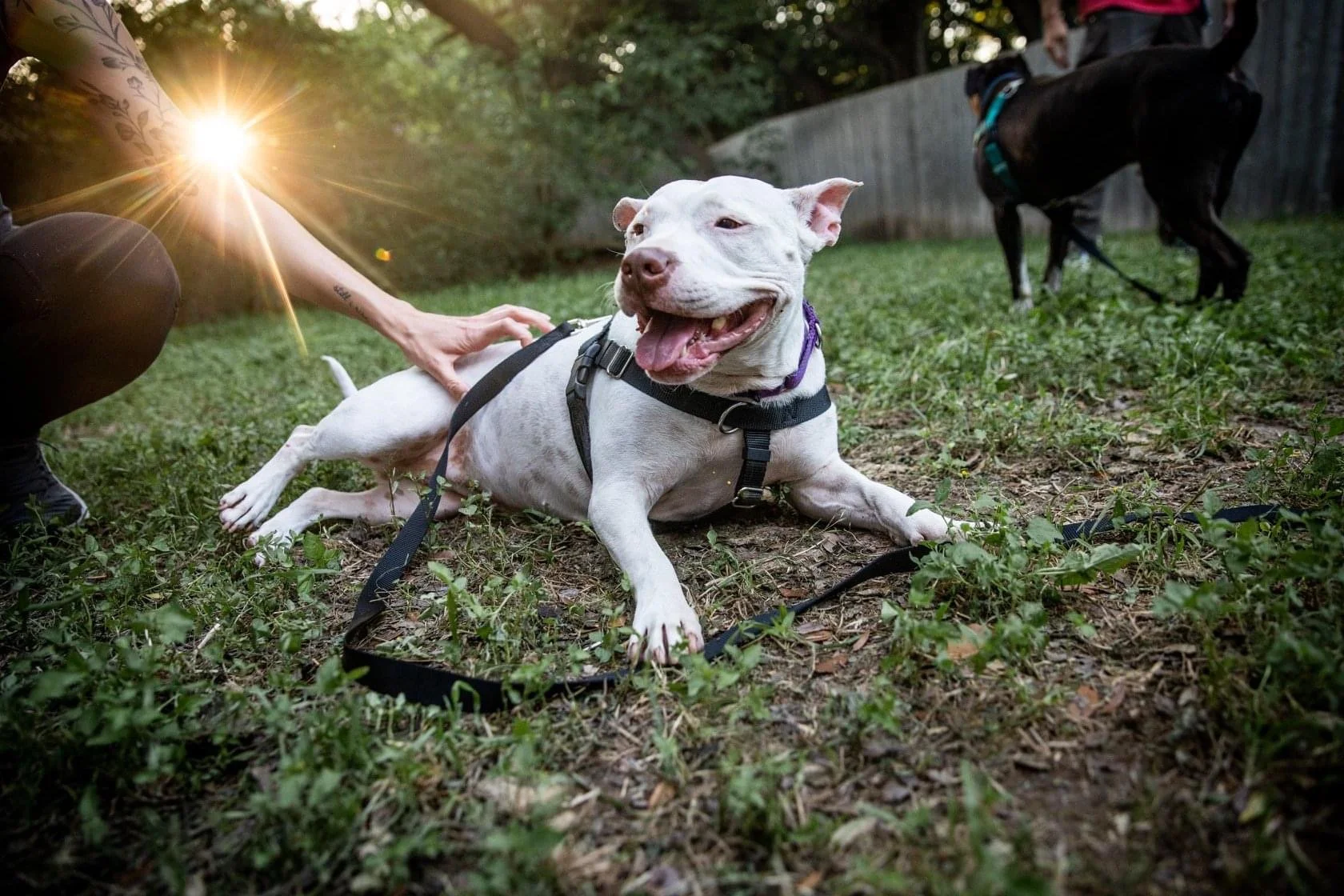 The Joyful Dog Co.