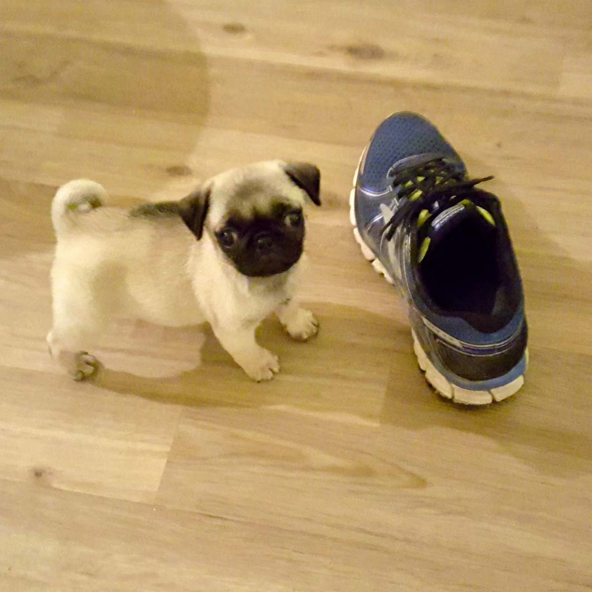 Dog Behavior Solutions Inc