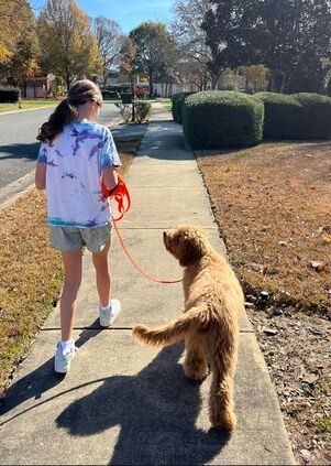 Courteous Canine