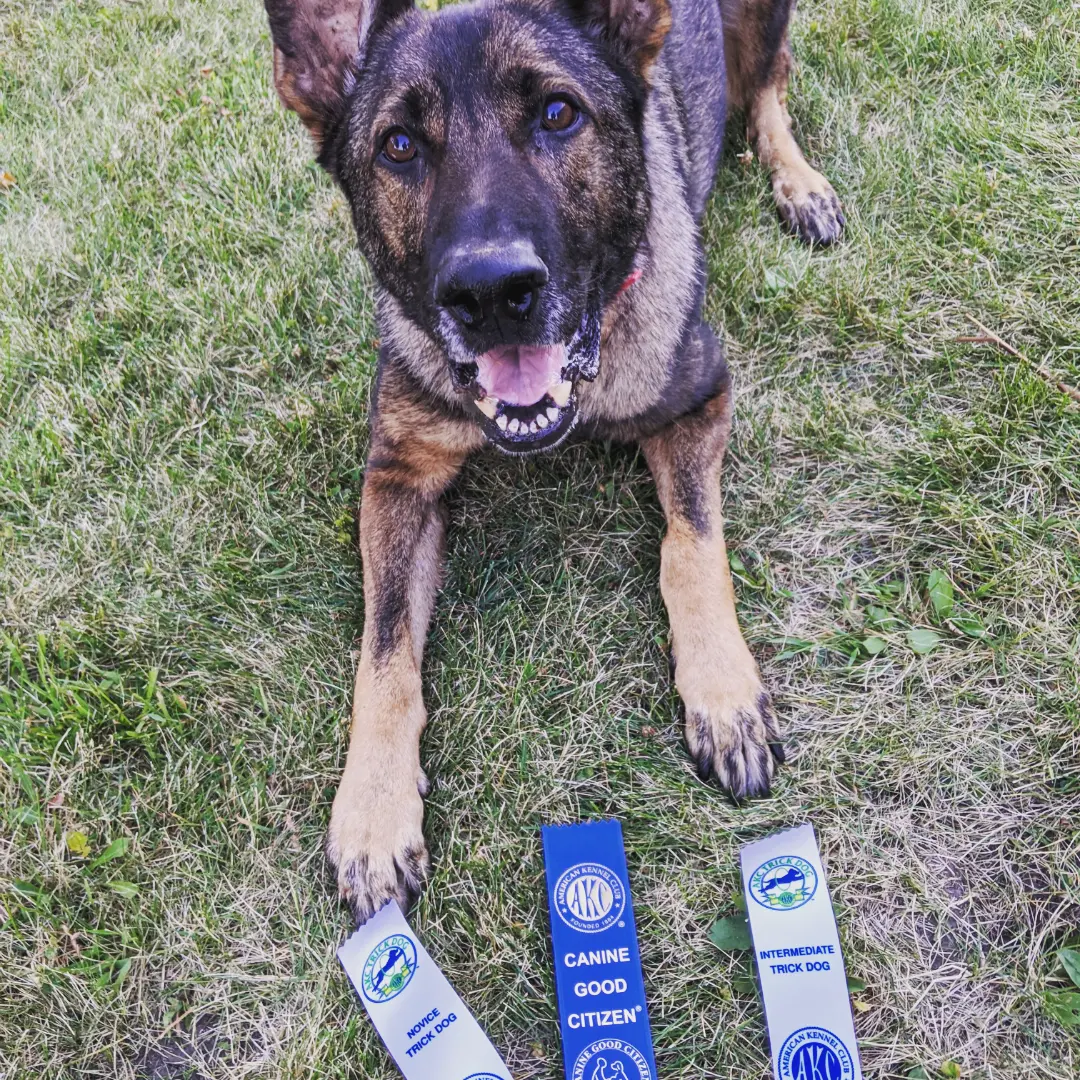 Focused K9 LLC