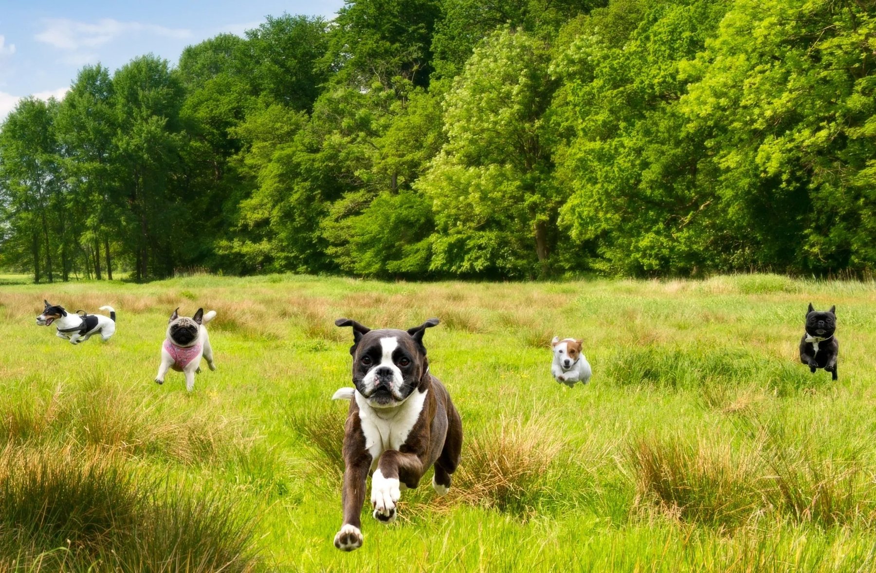 Harmony Dog Training