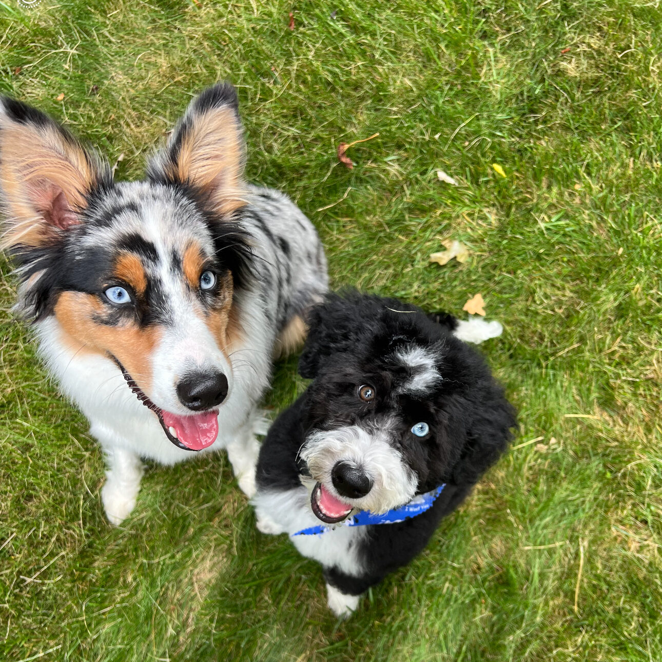 Coquina Canine Dog Training