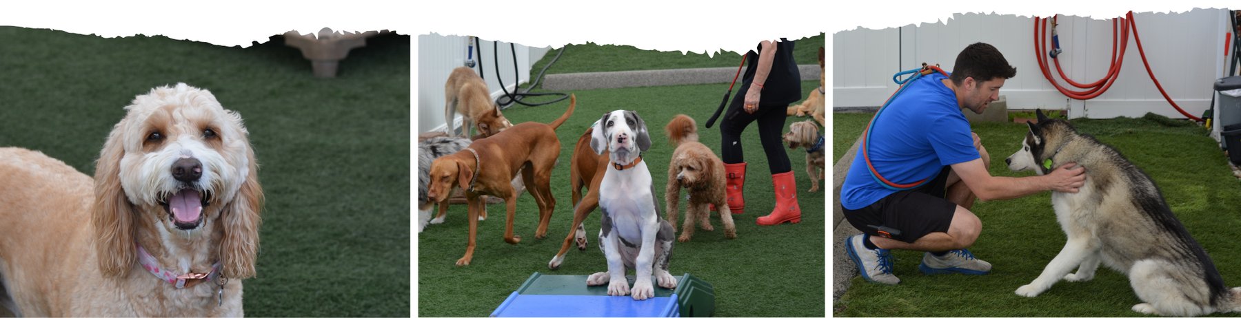 Cool Runners Dog Daycare, Training, and Grooming