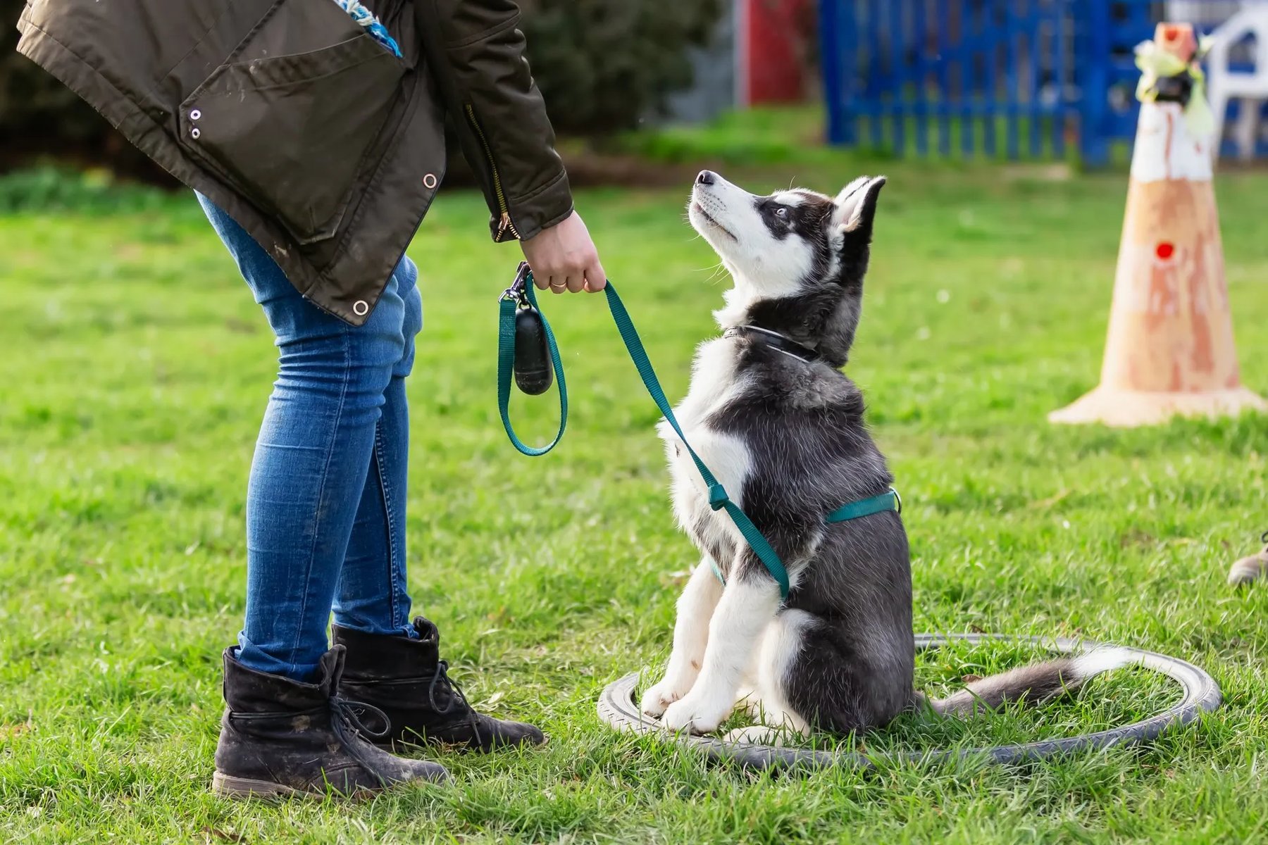 Midwest Dog Center