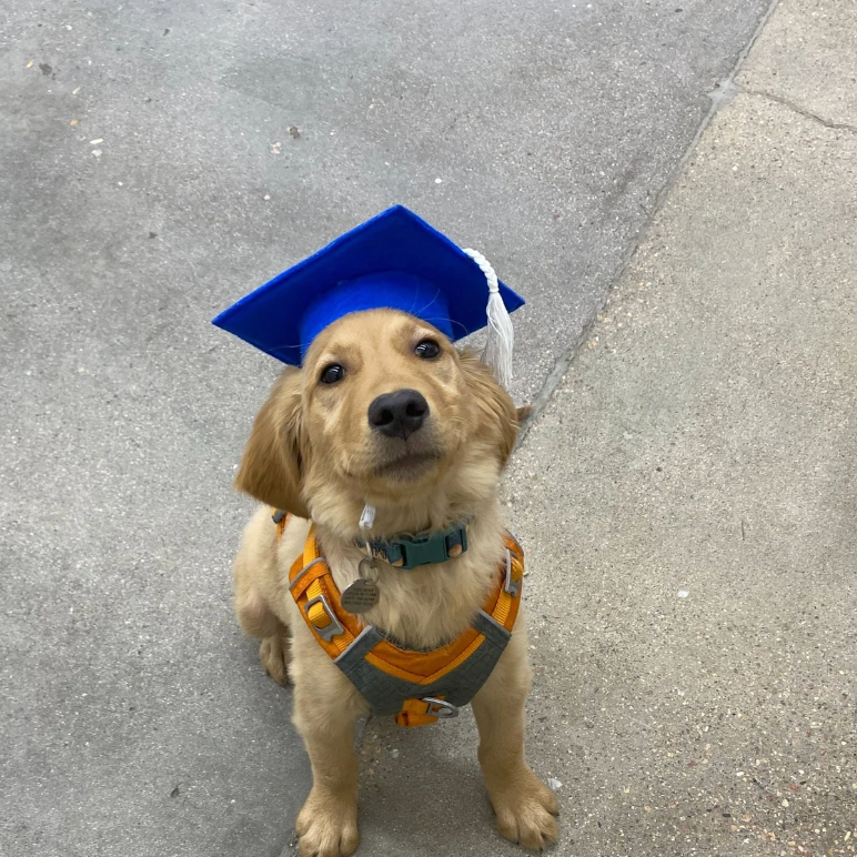 Le Dog Behavior & Training