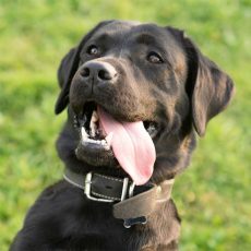Simply Good Dog Training