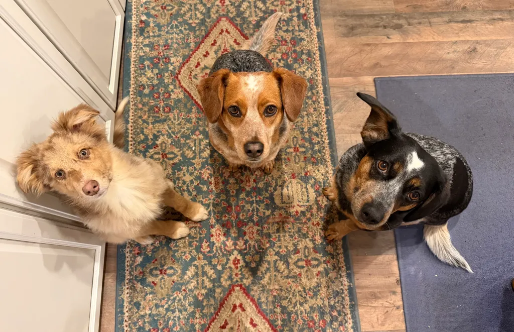 Kaitlyn’s Critter Care LLC