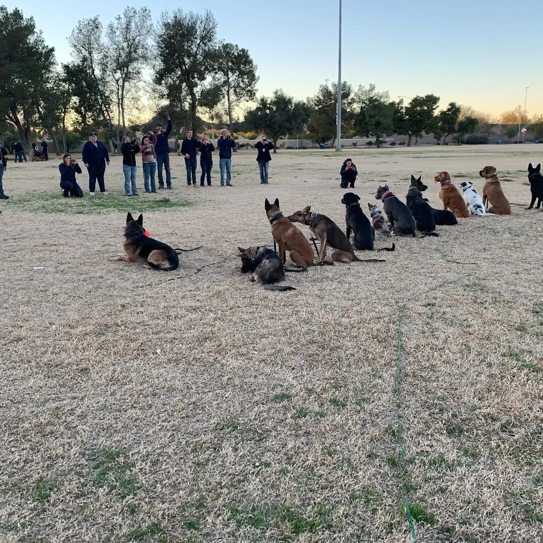 All Team K9