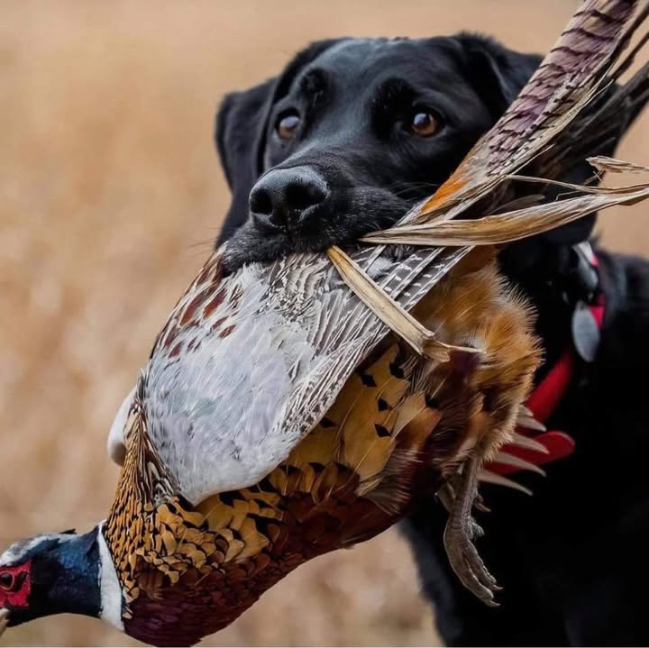 3D Gun Dog Training — dog trainer in Holland, MI