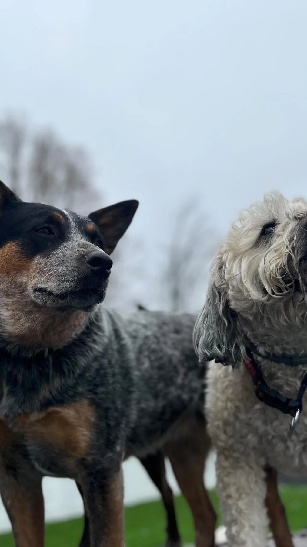 Upstate Pet BnB- Your Pet’s B&B