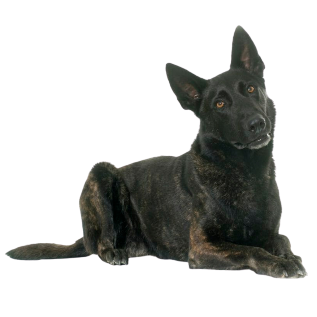 K-9 Training Center