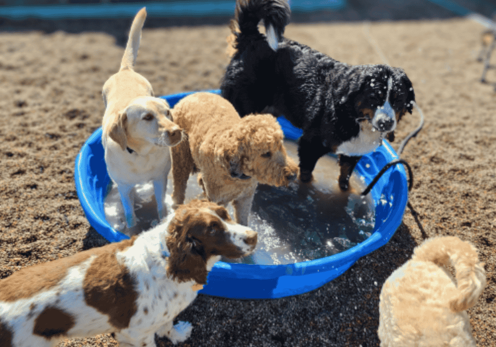 PEAK K9 Daycare and training