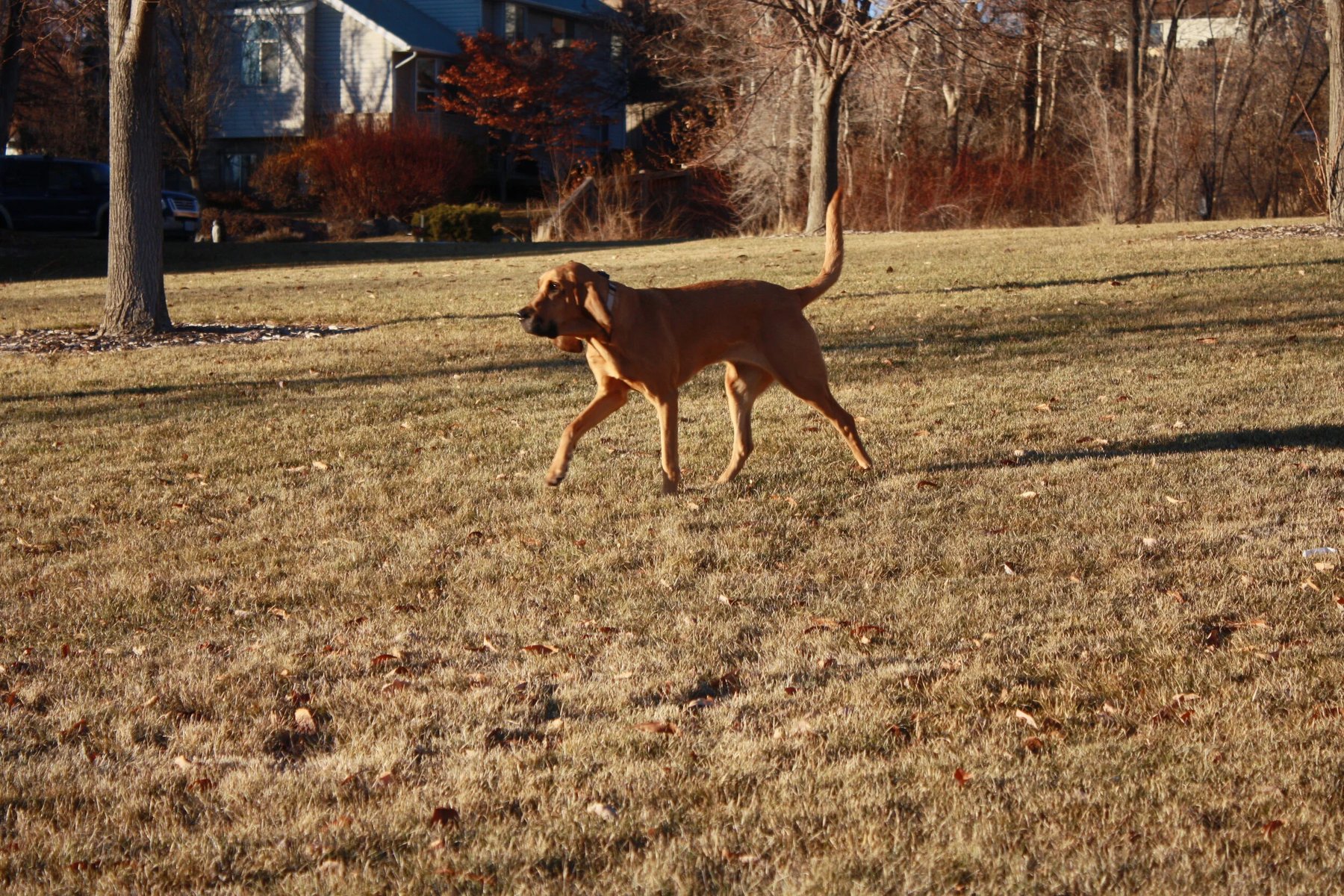 Alpine Pet Care — dog trainer in Provo, UT