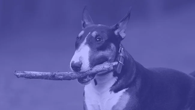 Woof Woof LLC