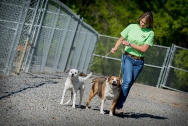 Four Paws Pet Resort