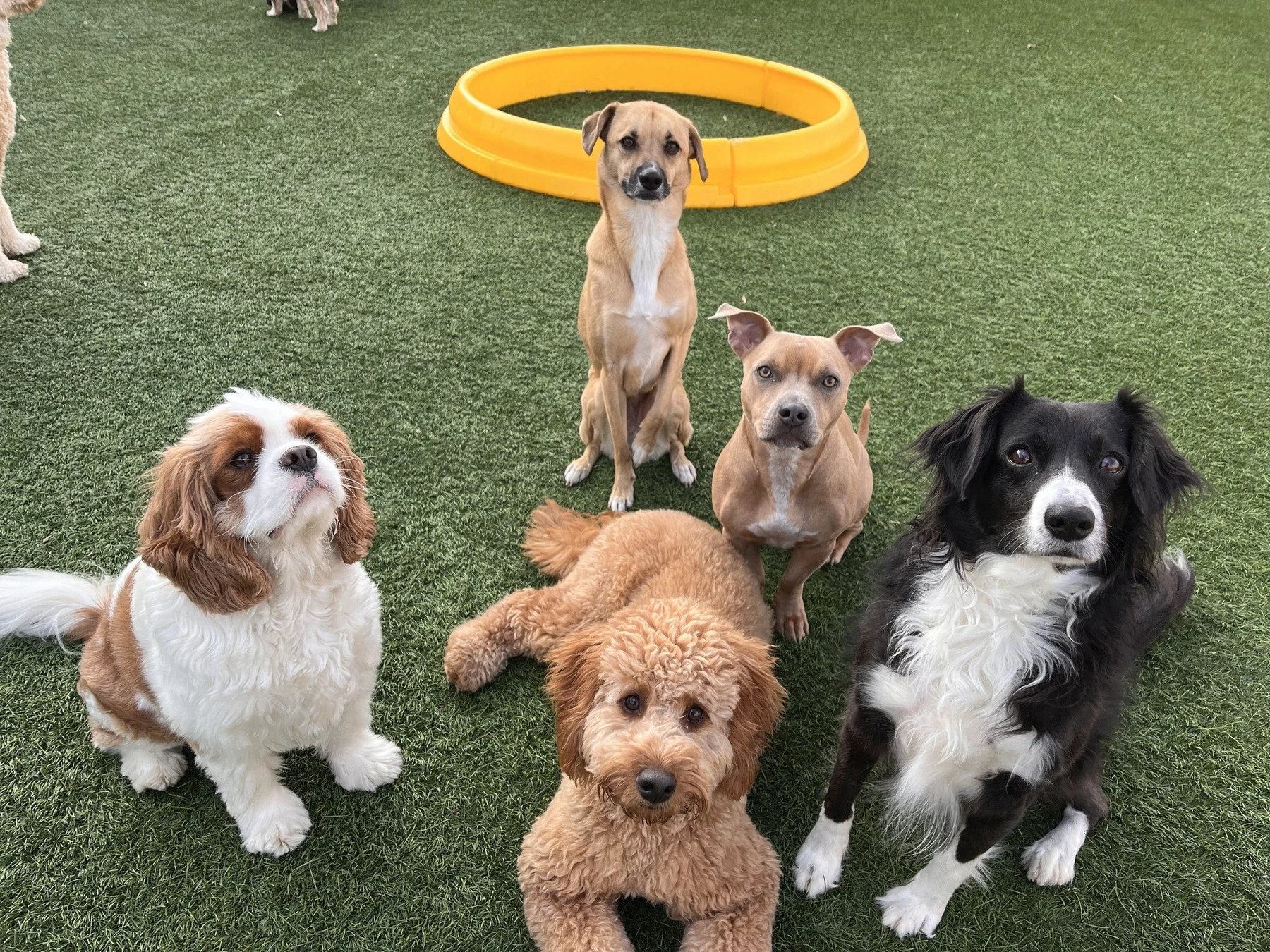 Good Dog Co