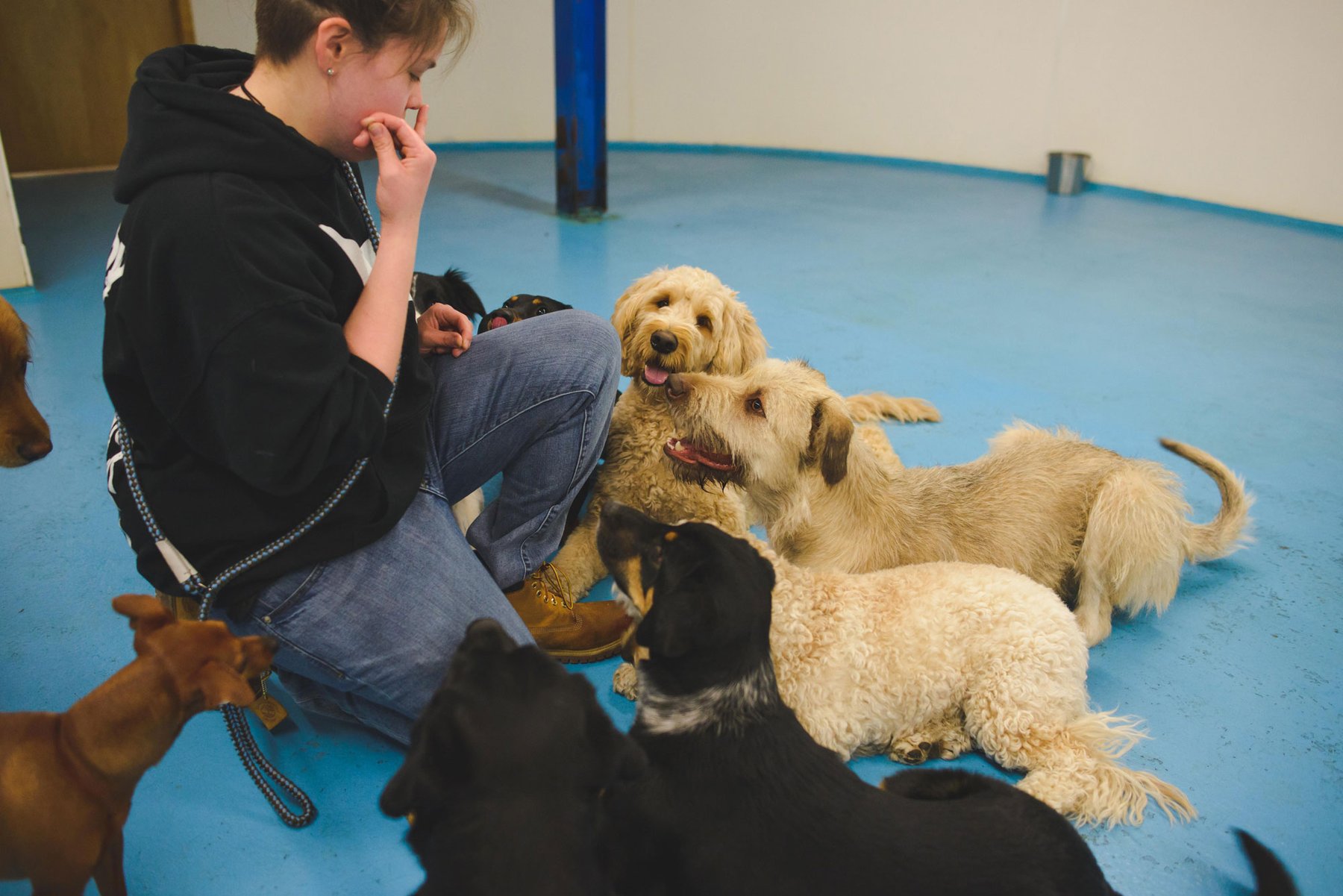 Blue Prints Dog Studio — dog trainer in Syracuse & Central New York, NY