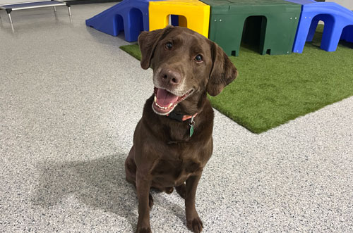 Hidden Acres Dog Resort
