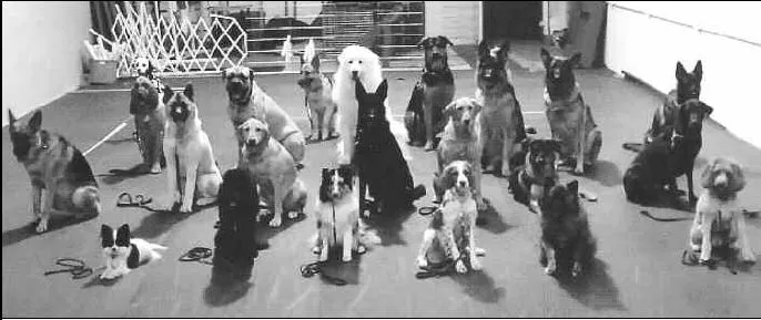 A+ Dog Training