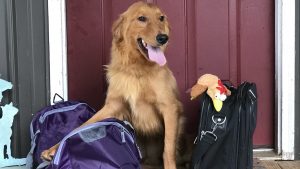 Red Creek Farm Pet Lodge & Grooming