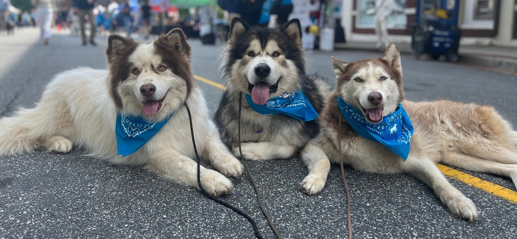Everything K9 — dog trainer in Greenville, SC