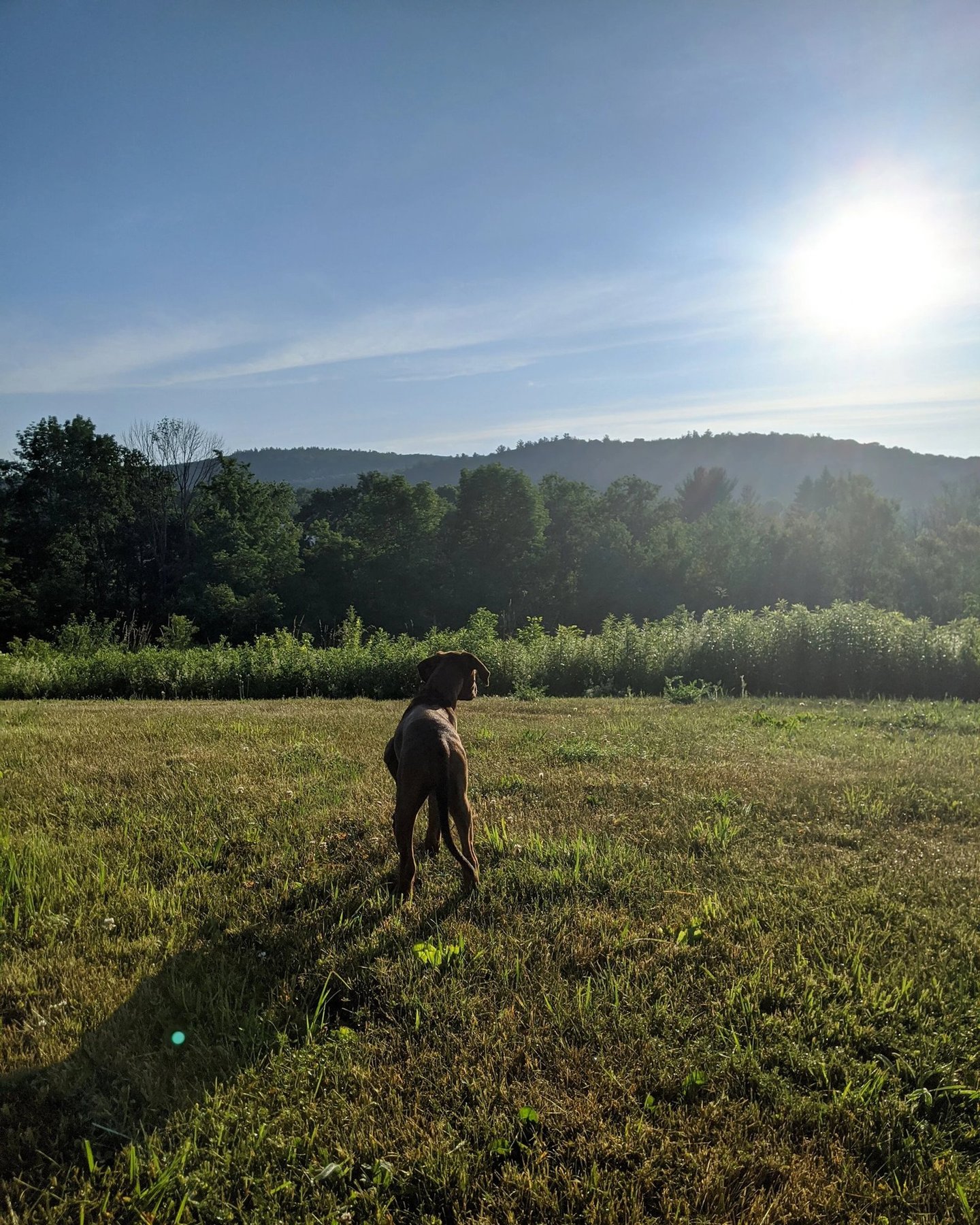 Pack Shack Dog Daycare & Training