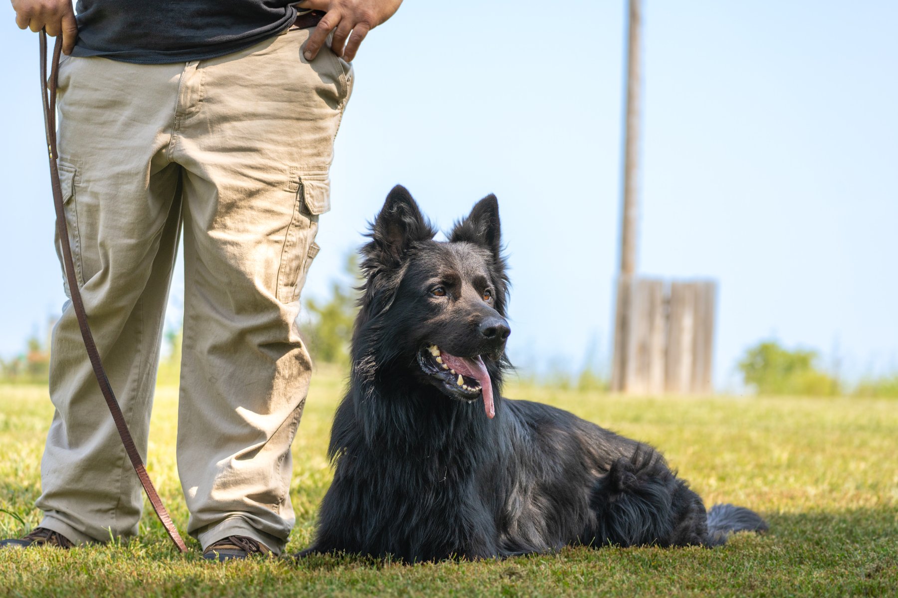 Nebraska K9 training Academy & Boarding