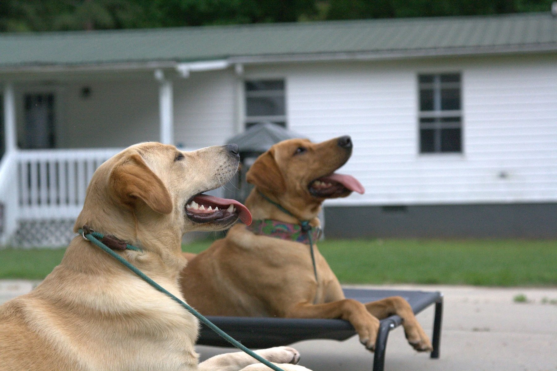 Battle Bridge Canine