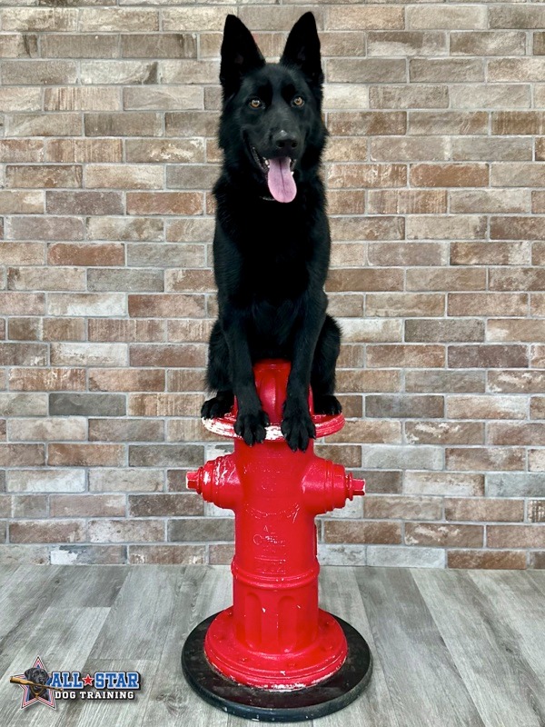 All-Star Dog Training