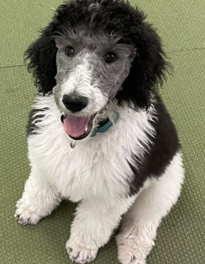 Angel Dogs AZ Inc