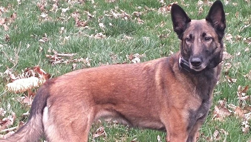 K9 Possibilities