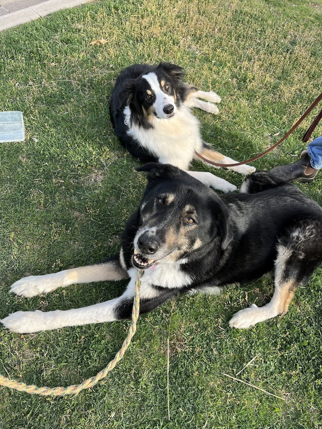 Canine Compassion Dog Training — dog trainer in Oklahoma City, OK