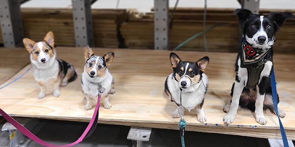 Siriusly K9 Academy
