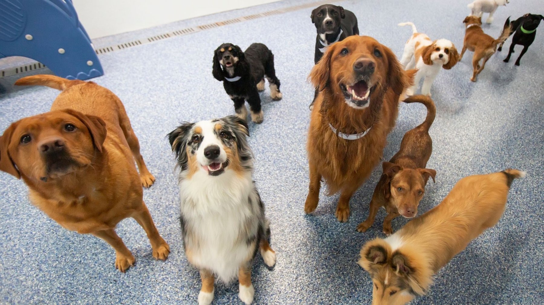 Bark Avenue Pet Resort