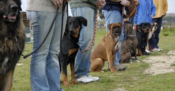Sit Means Sit Dog Training Lansing