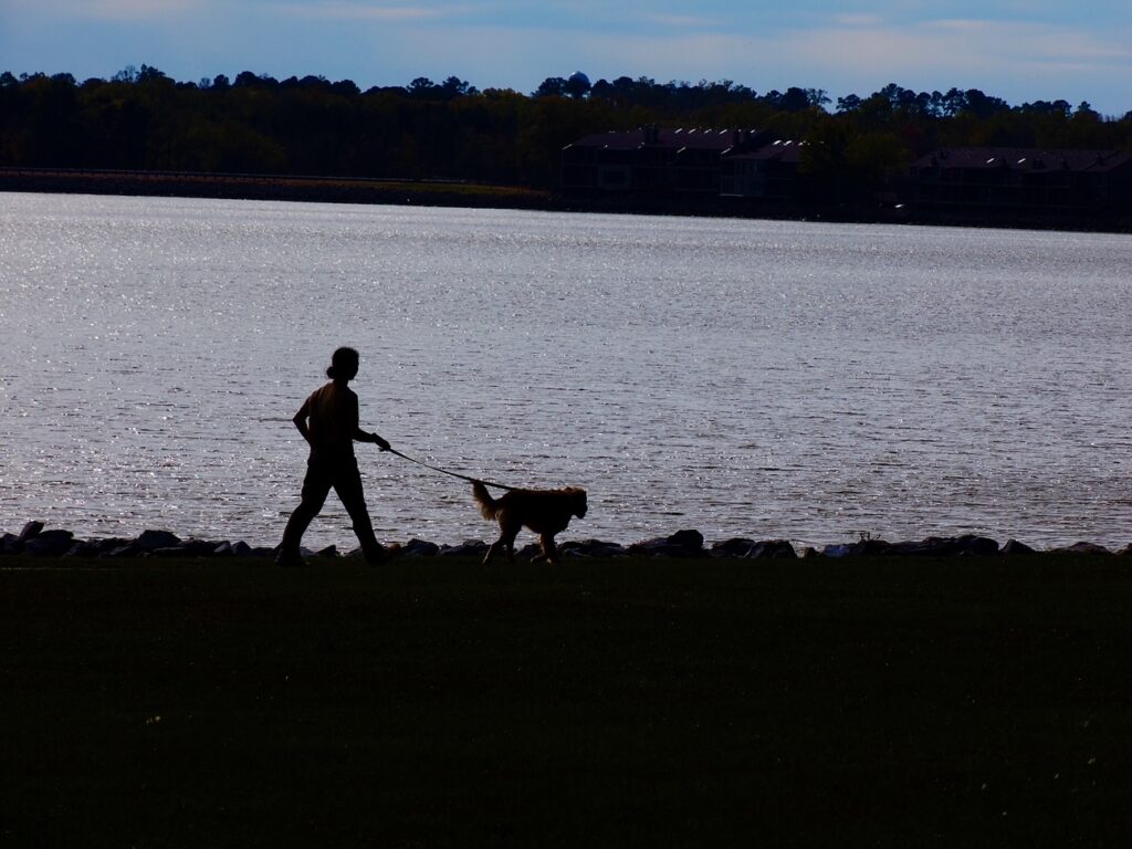 Jackson Obedience Training