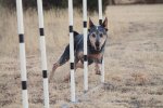 Wichita Dog Training Club Inc