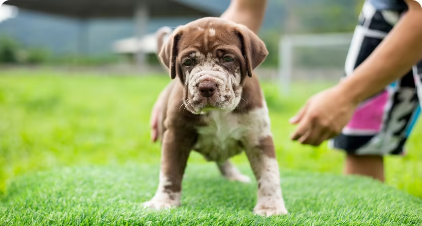Marquis Dog Training and Puppy Obedience Trainer