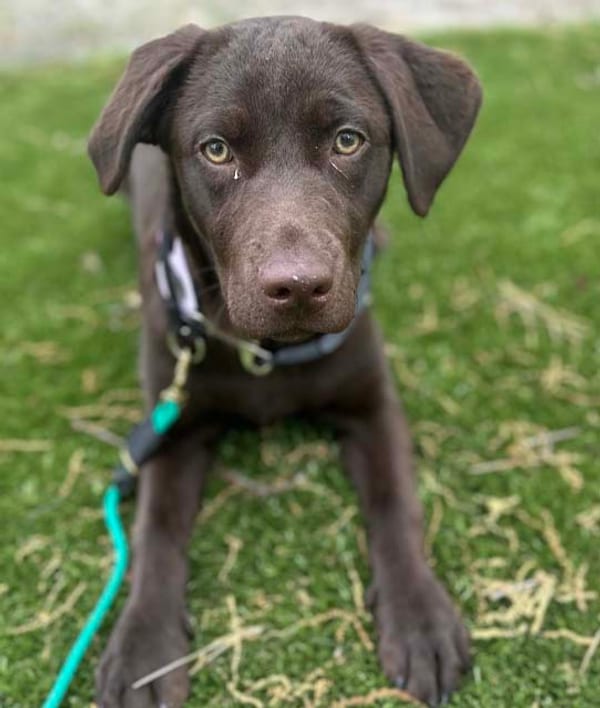 MLK9 Myrtle Beach — dog trainer in Myrtle Beach, SC
