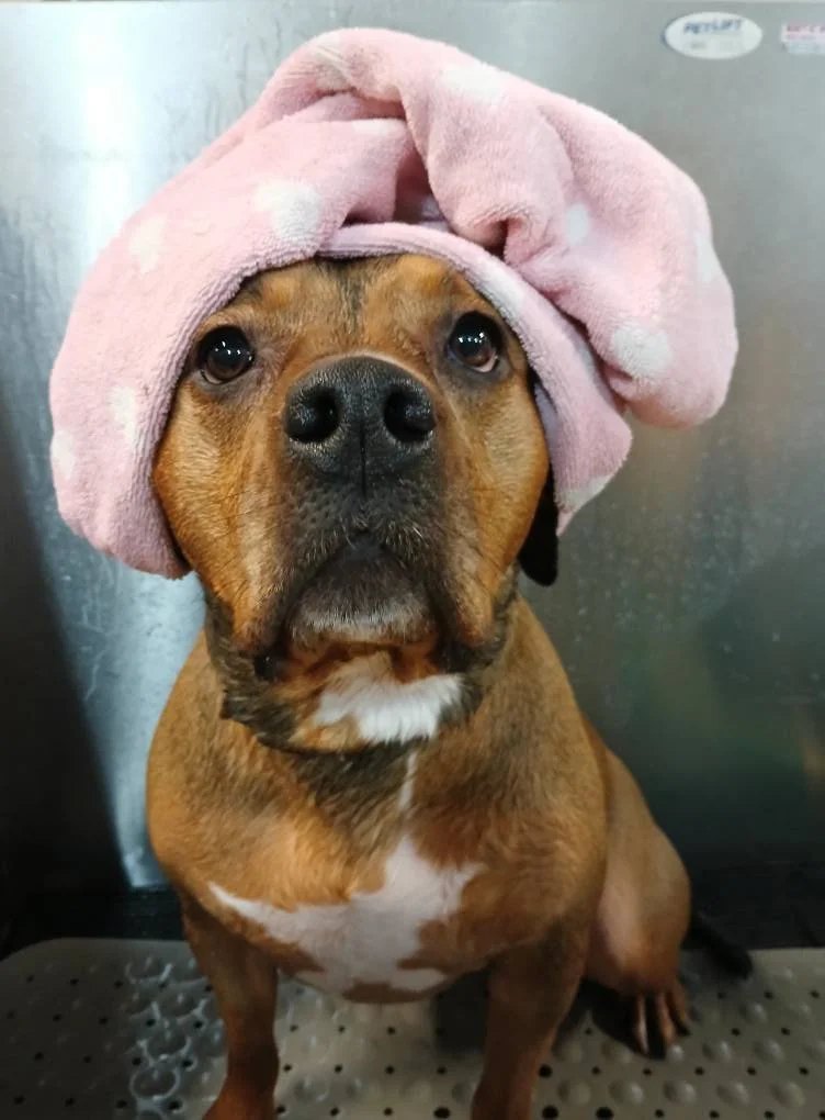 Sweet Paws Pet Grooming and Boarding