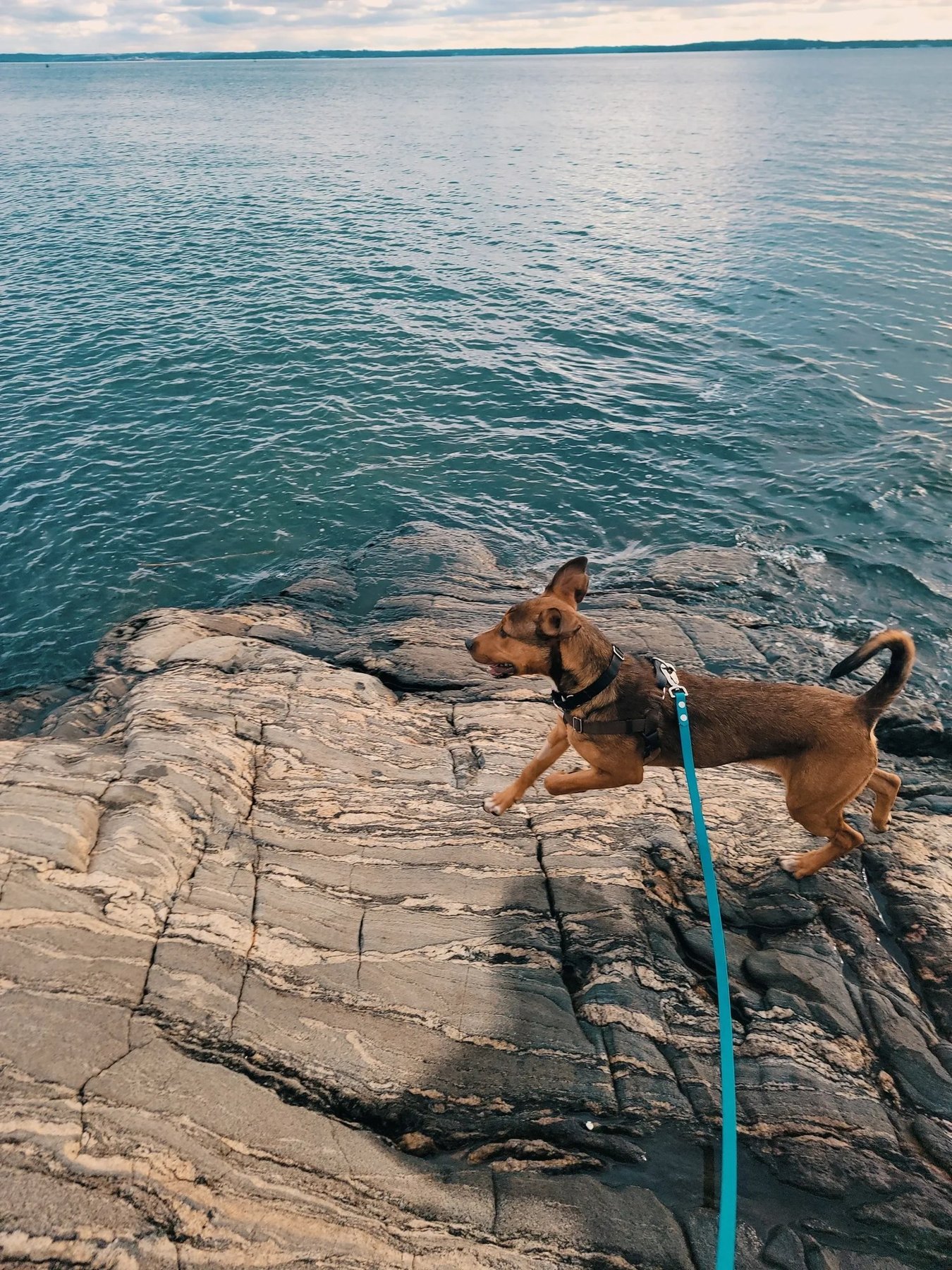 Sits & Wiggles Dog Training