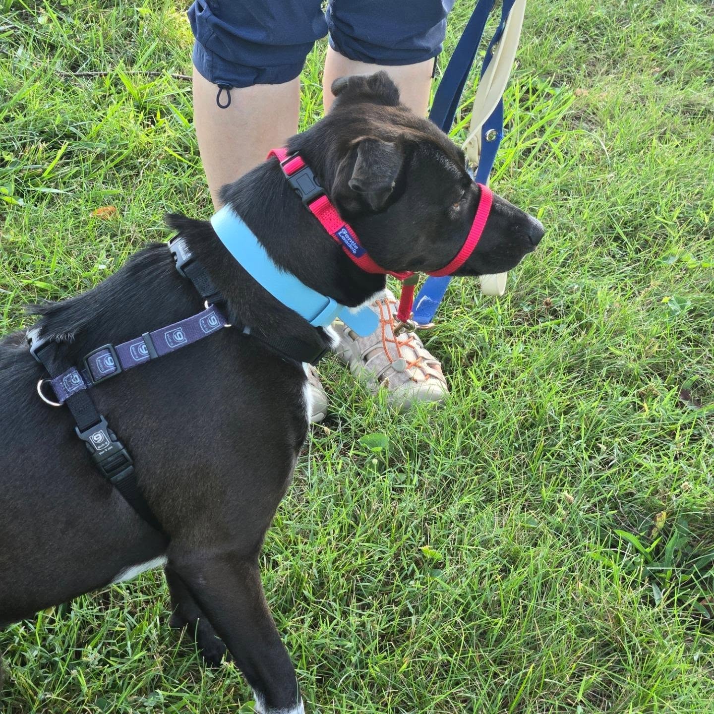 Precious K9s