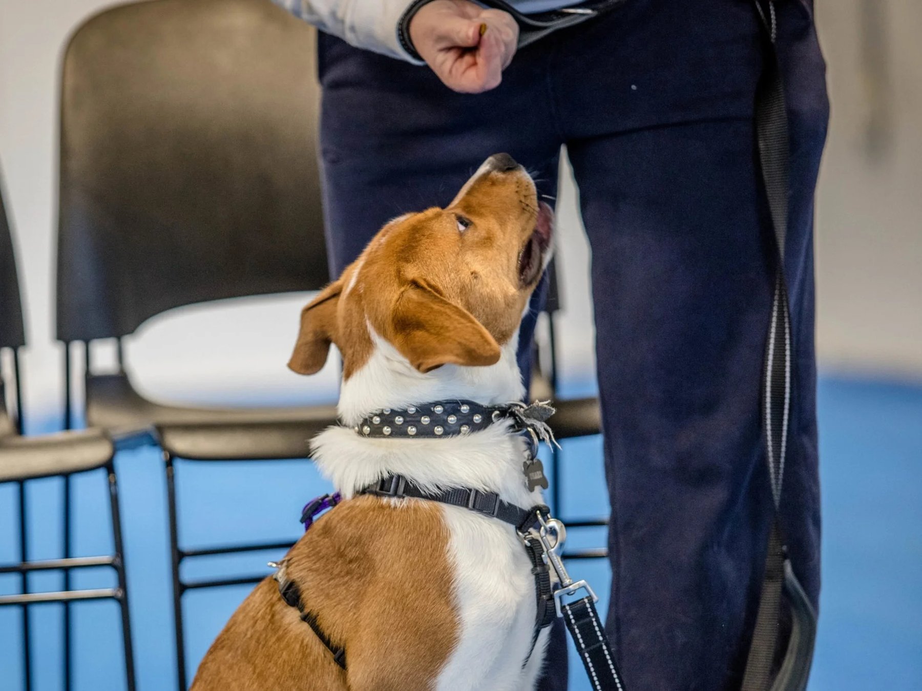 The Dogs’ Spot – Dog Training Center and Boutique