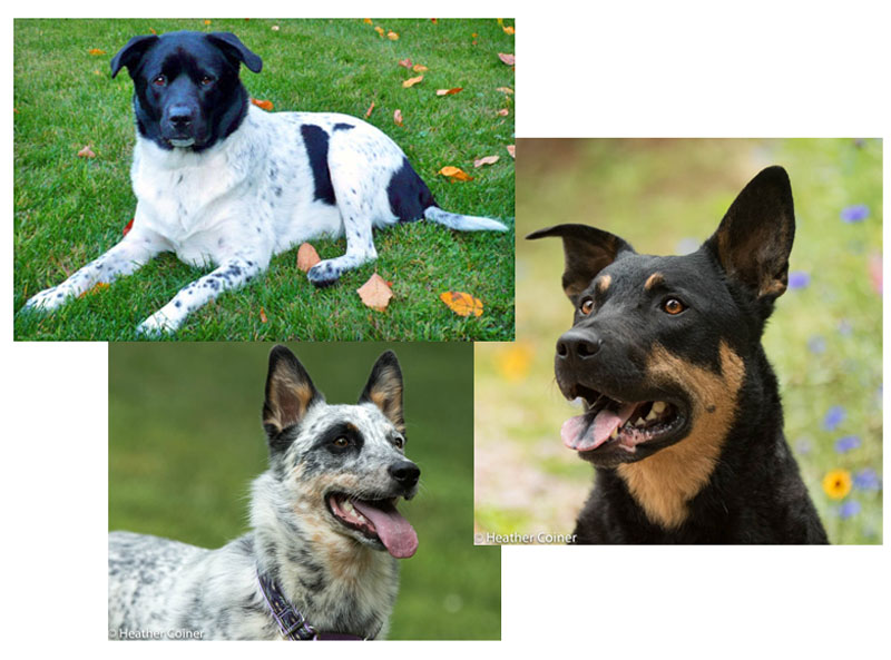 Sunshine K9s
