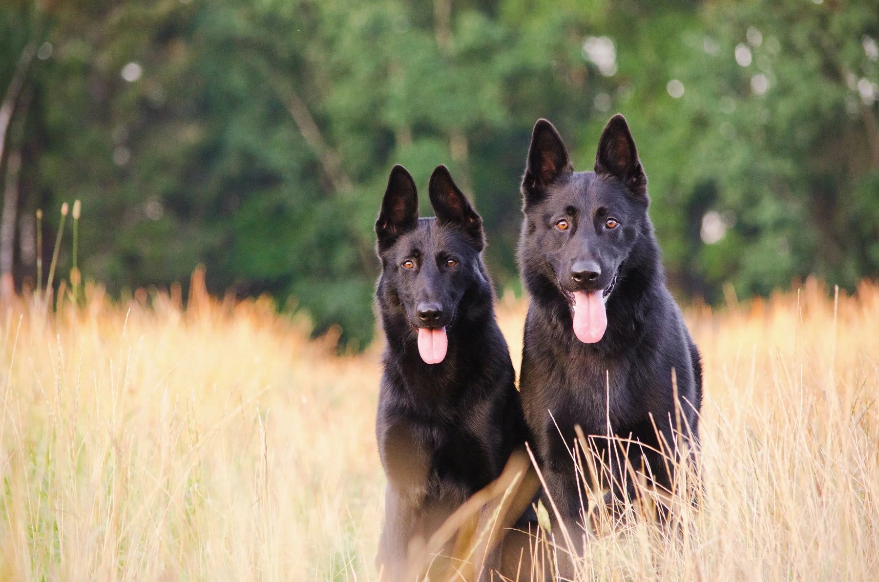 Nashville Dog Training Club
