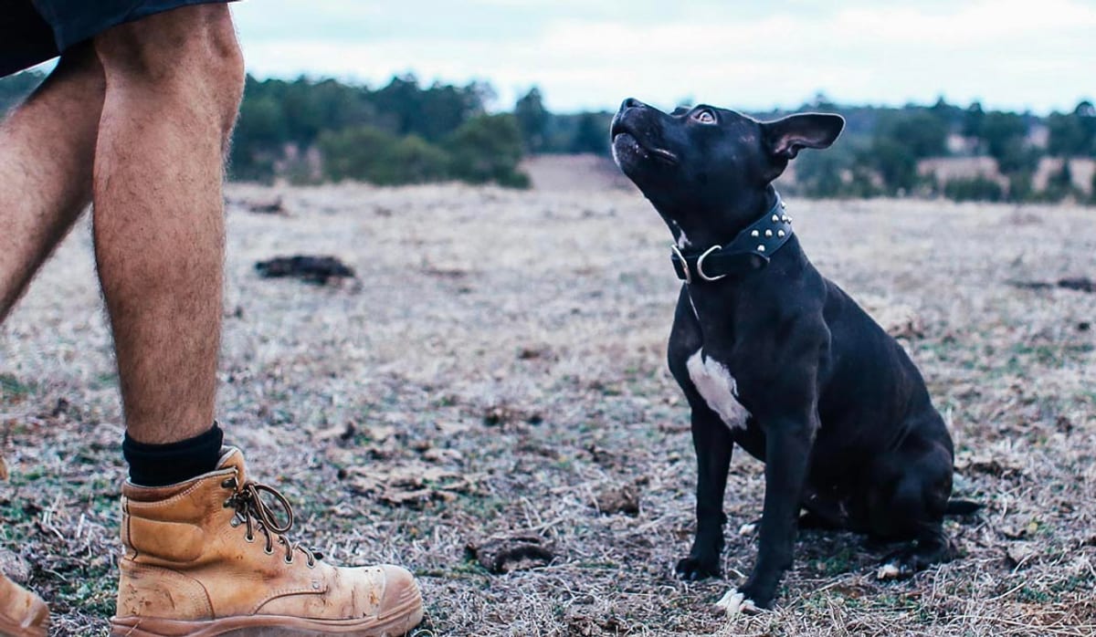 MLK9 Kentucky — dog trainer in Northern Kentucky, KY