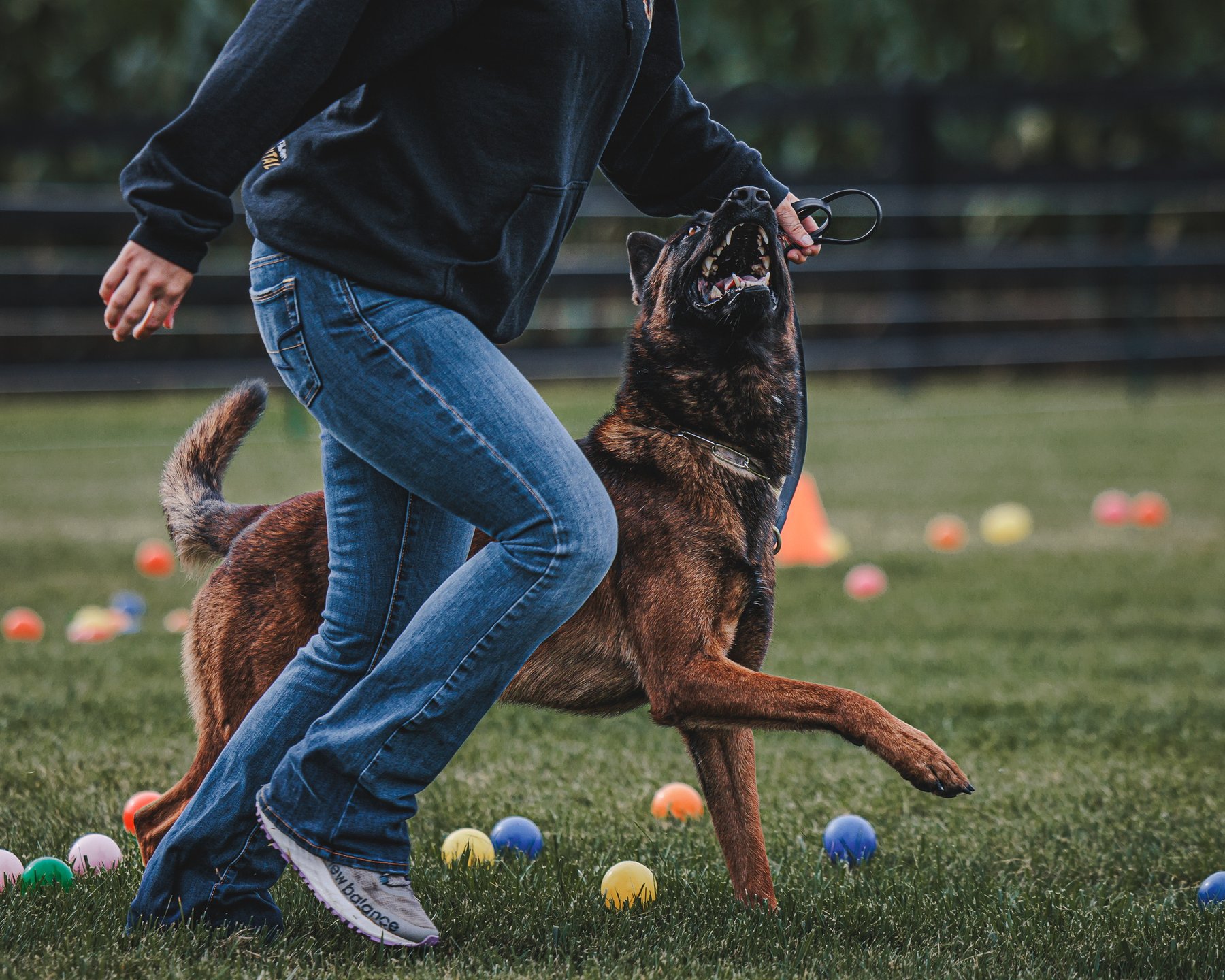 The Exceptional Canine