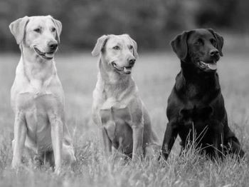 Stevenson Gun Dog and Obedience